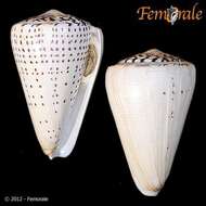 Image of cone snails