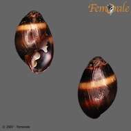 Image of Hollow-shelled, Ear-shaped, and Button Snails