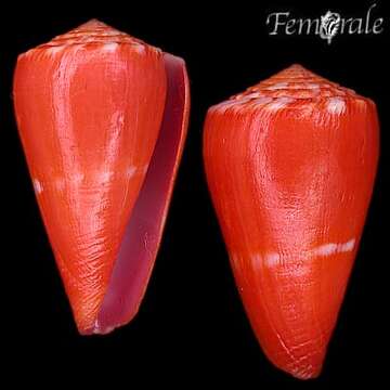 Image of cone snails