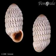 Cerionidae resmi