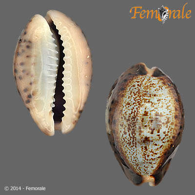 Image of Pseudozonaria Schilder 1929