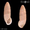 Image of <i>Pene sidoniensis</i>