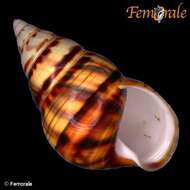 Imagem de Orthalicidae