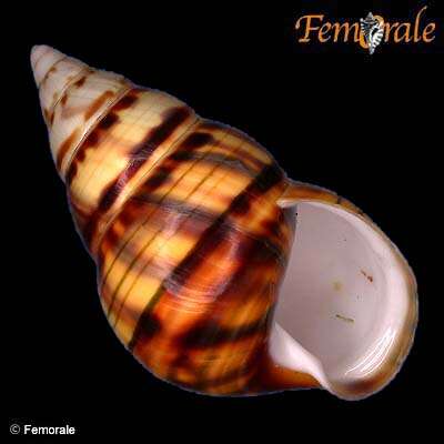 Imagem de Orthalicidae