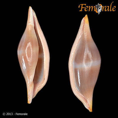 Image of Spindle Cowries