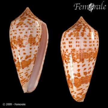 Image of Conus lynceus G. B. Sowerby II 1858