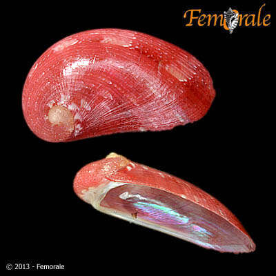 Image of Stomatella Lamarck 1816