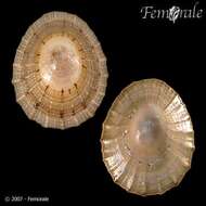 Image of Nacellidae Thiele 1891