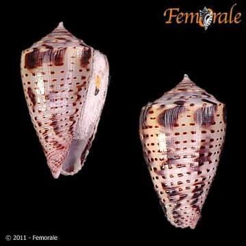 Image of Conasprella Thiele 1929