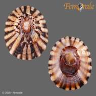 Image de unclassified Gastropoda