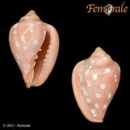 Image of Marginella Lamarck 1799