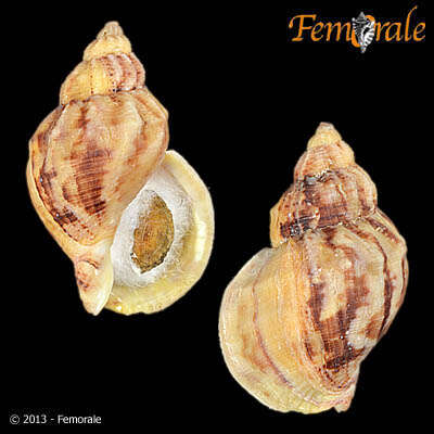 Image of Buccinum Linnaeus 1758