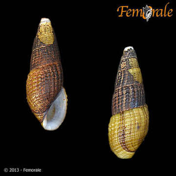 Image of <i>Aylacostoma</i> cf. <i>bicincta</i> (Reeve 1860)