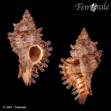 Image of Chicoreus elisae Bozzetti 1991