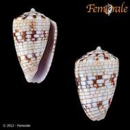 Image of cone snails