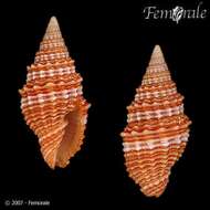 Image de Turbinelloidea Rafinesque 1815