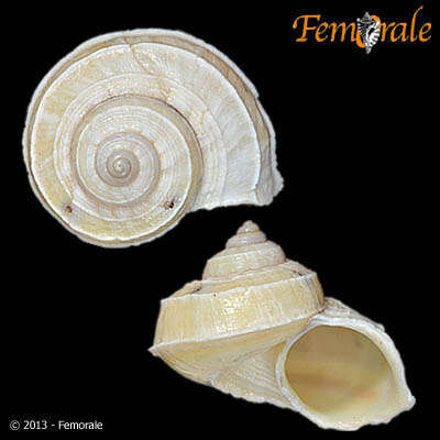 صورة Pomatiidae