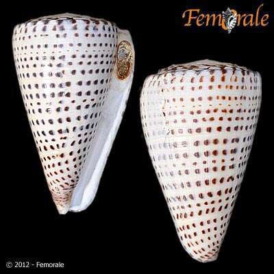 Image of cone snails