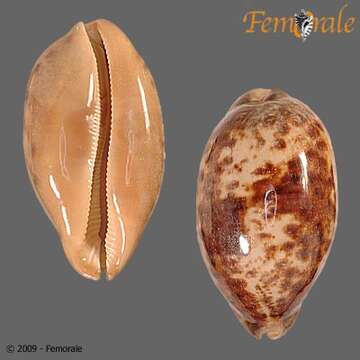 Image of Orthogastropoda