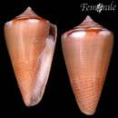 صورة Conus hennequini Petuch 1993