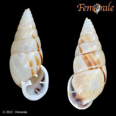 Image of Orthalicidae