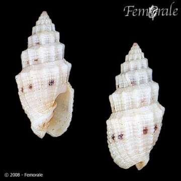 Image de Turbinelloidea Rafinesque 1815