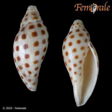 Image of Scaphella Swainson 1832