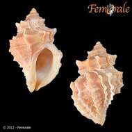 Image of dog whelks