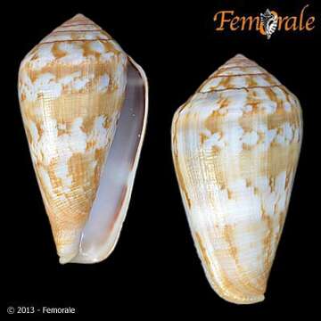 Image de Conus guanche Lauer 1993