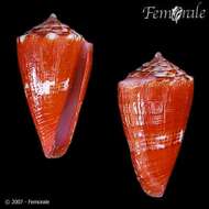 Imagem de Conus pseudocardinalis Coltro 2004