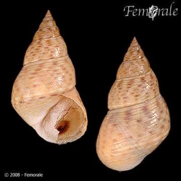 Image of Mangrove periwinkles