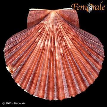 Image of Leopecten Masuda 1971