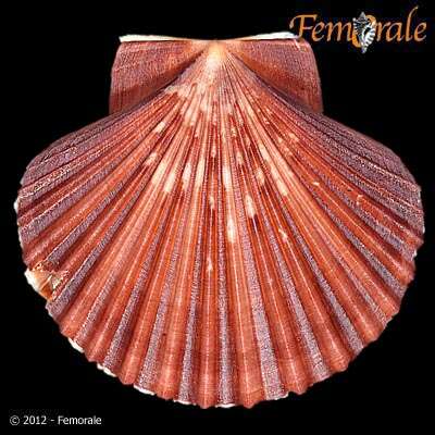 Image de Leopecten Masuda 1971