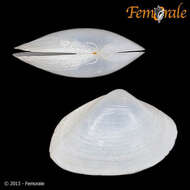 Image of surfclam
