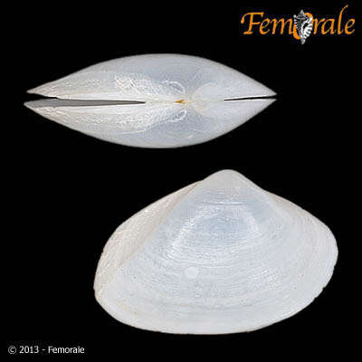 Image of surfclam