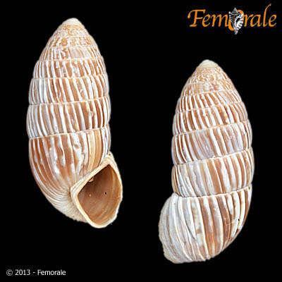 Image of Cerionidae