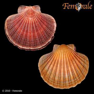 صورة Pecten O. F. Müller 1776