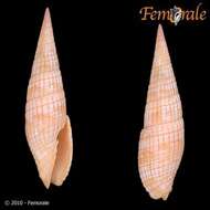 Image of Turbinelloidea Rafinesque 1815