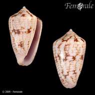 Image of cone snails