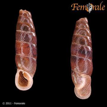 Imagem de <i>Isabellaria praecipua serviana</i> H. Nordsieck 1972