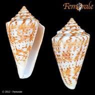 Image of cone snails