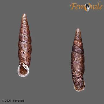 Image of Euphaedusa loczyi (O. Boettger 1884)