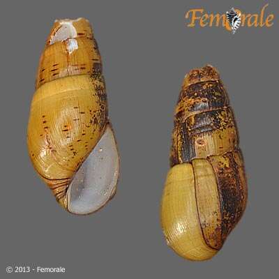 Image of Hemisinidae
