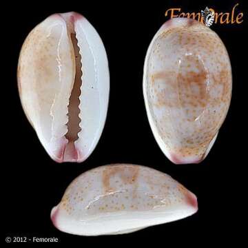 صورة Cypraea fimbriata marquesana Lorenz 2002