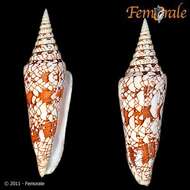 Image of cone snails