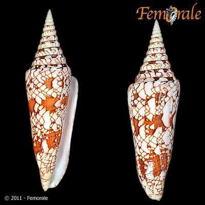 Image of cone snails