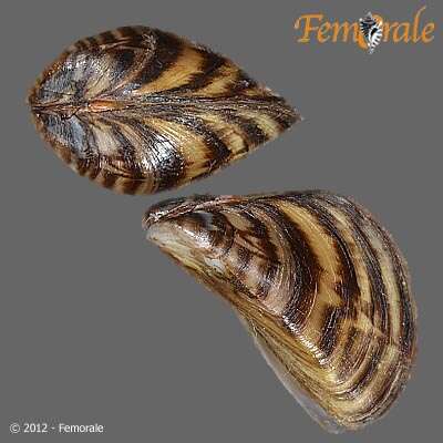 Image de Dreissenoidea Gray 1840