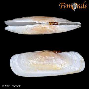 Solecurtidae d'Orbigny 1846 resmi