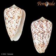 Image of cone snails