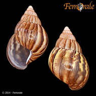 Image of <i>Achatina fulica</i> (Bowdich 1822)